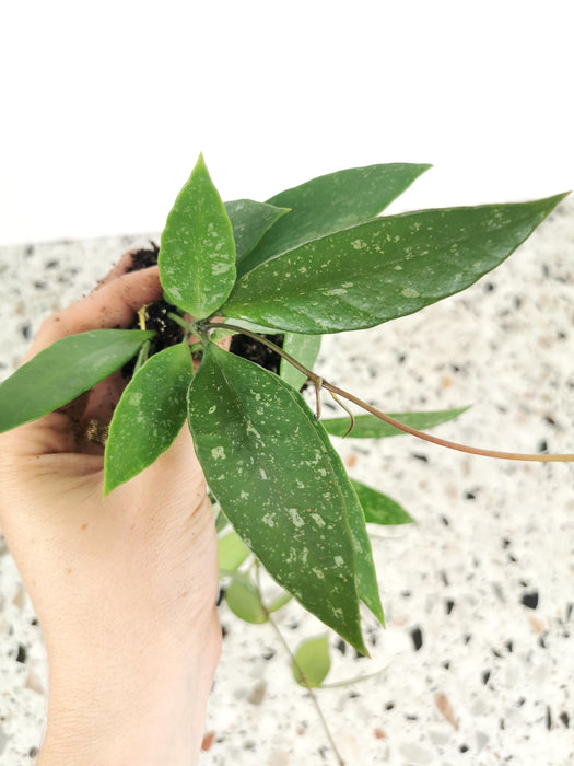 Hoya gracilis