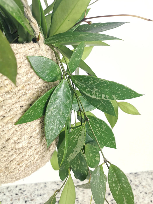 Hoya gracilis