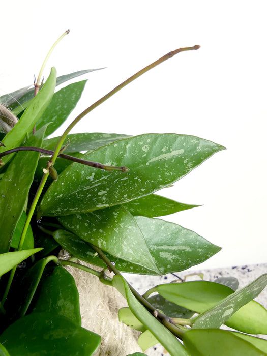 Hoya gracilis