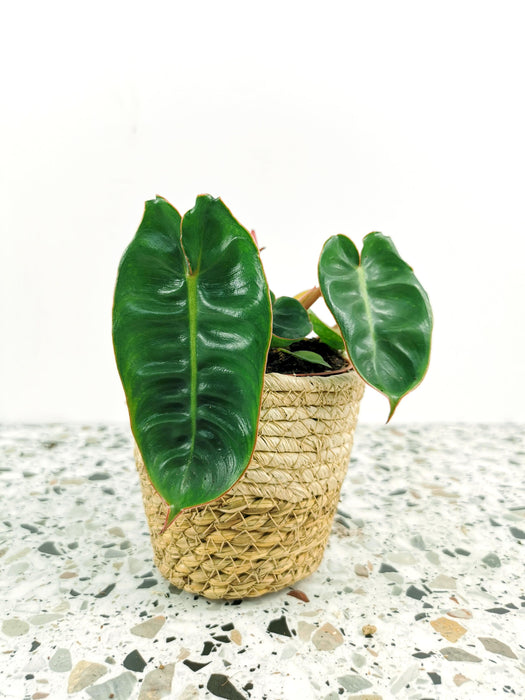 Philodendron billietiae SMALL