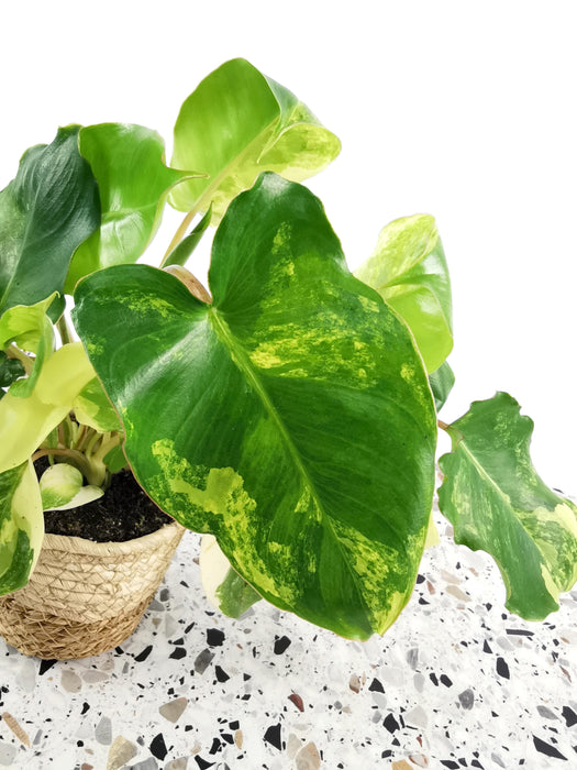 Philodendron burle marx variegata - medium