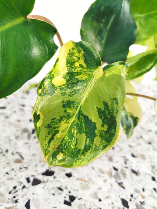 Philodendron burle marx variegata - medium