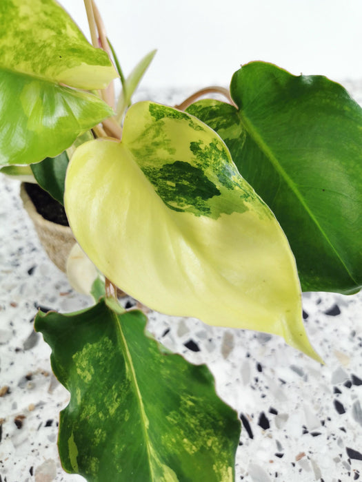 Philodendron burle marx variegata - medium