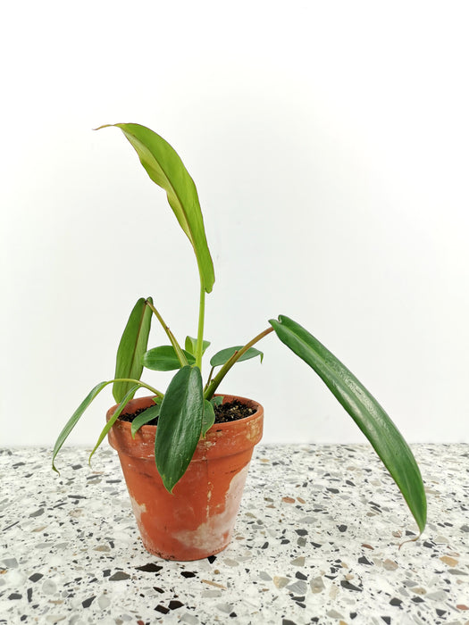Philodendron joepii