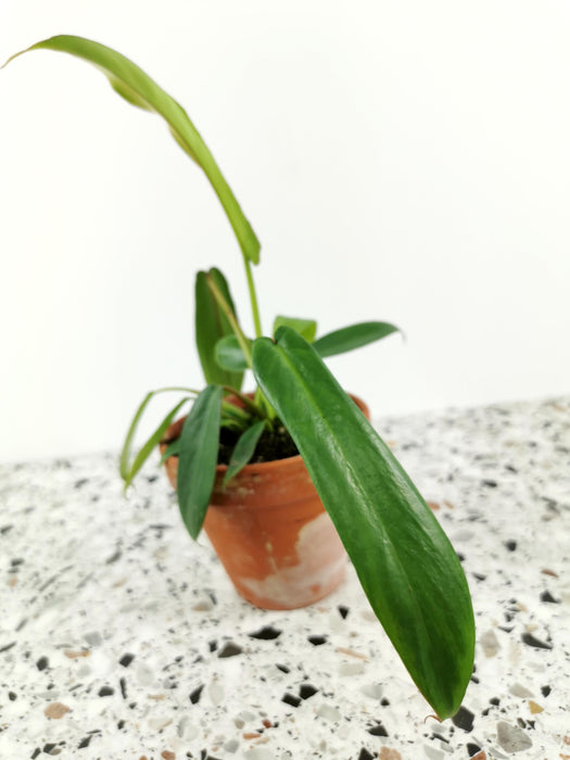 Philodendron joepii