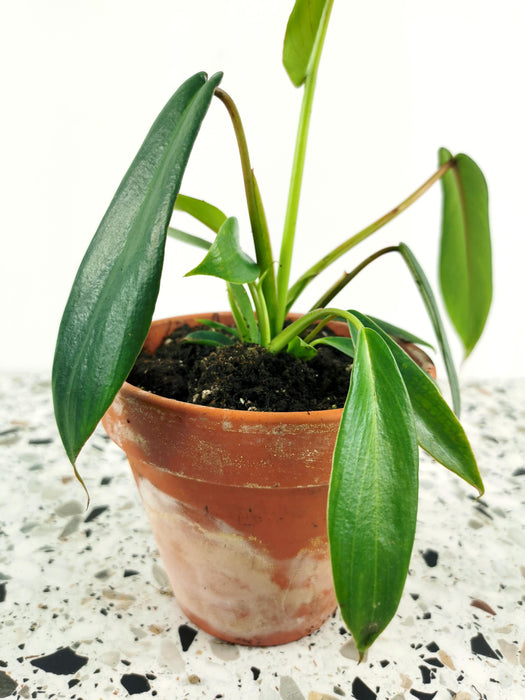 Philodendron joepii