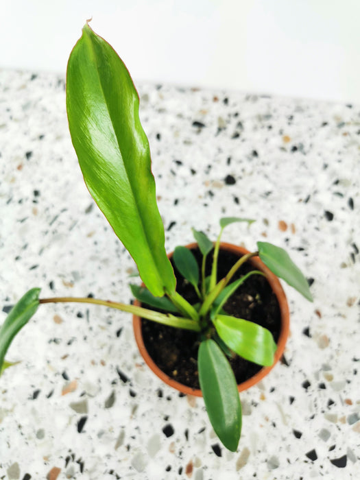 Philodendron joepii