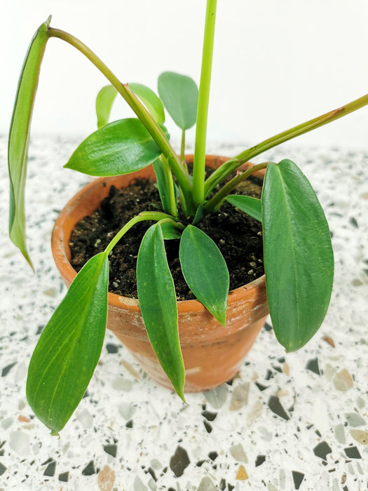Philodendron joepii