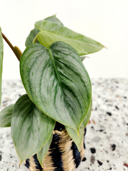 Philodendron sodiroi