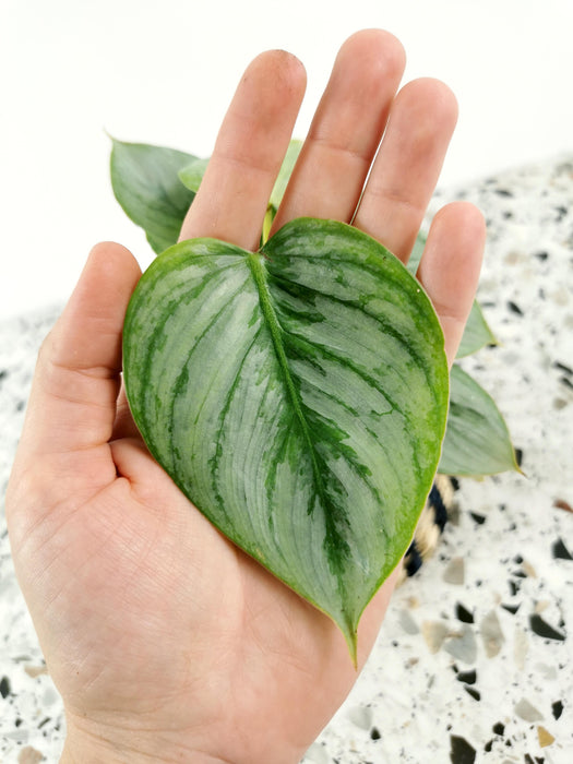 Philodendron sodiroi