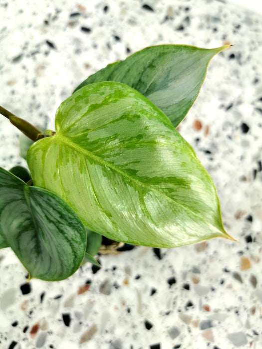 Philodendron sodiroi