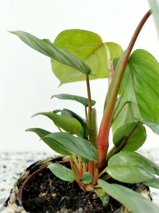 Philodendron sodiroi