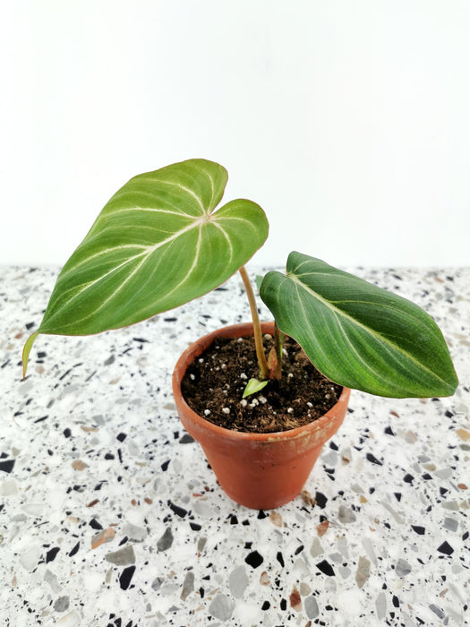 Philodendron gloriosum - Small