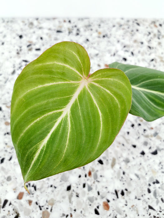 Philodendron gloriosum - Small