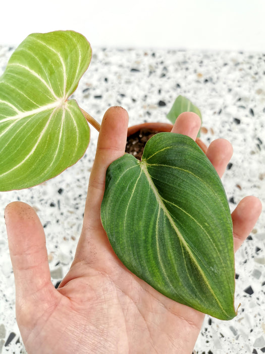 Philodendron gloriosum - Small