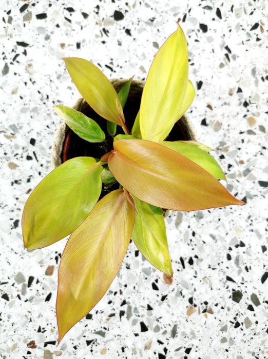 Philodendron prince of orange
