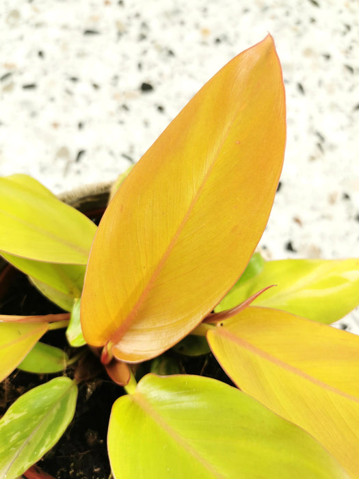 Philodendron prince of orange
