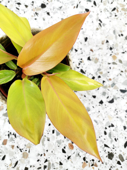 Philodendron prince of orange