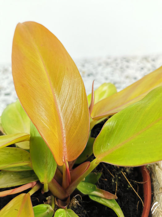 Philodendron prince of orange