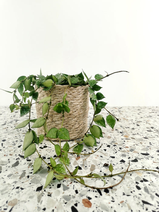 Hoya krohniana splash