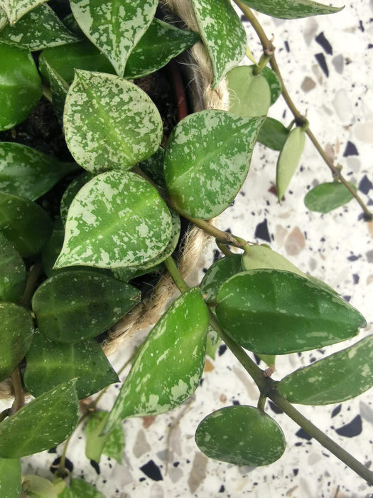 Hoya krohniana splash