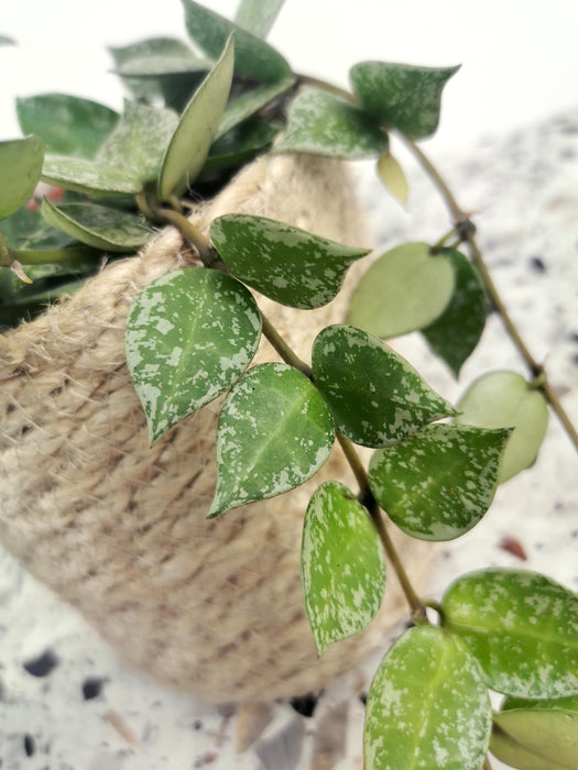 Hoya krohniana splash