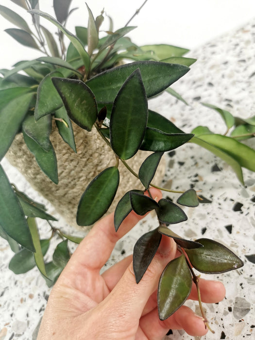 Hoya rosita