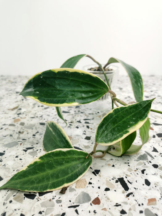Hoya macrophylla variegata
