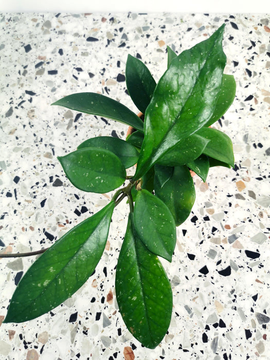 Hoya silver flake