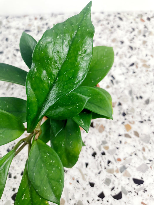 Hoya silver flake