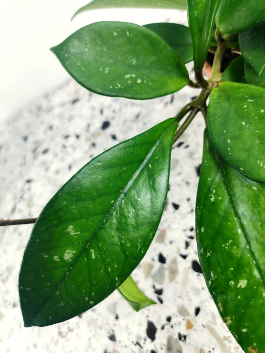 Hoya silver flake