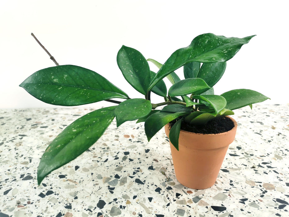 Hoya silver flake