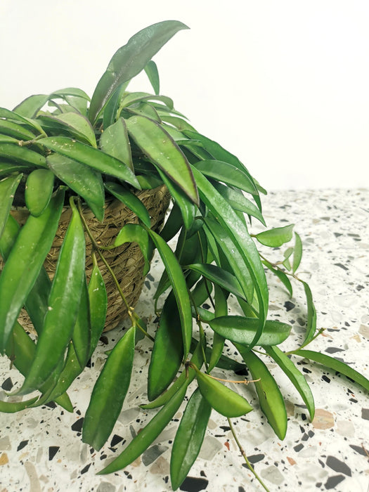 Hoya longifolia china beans
