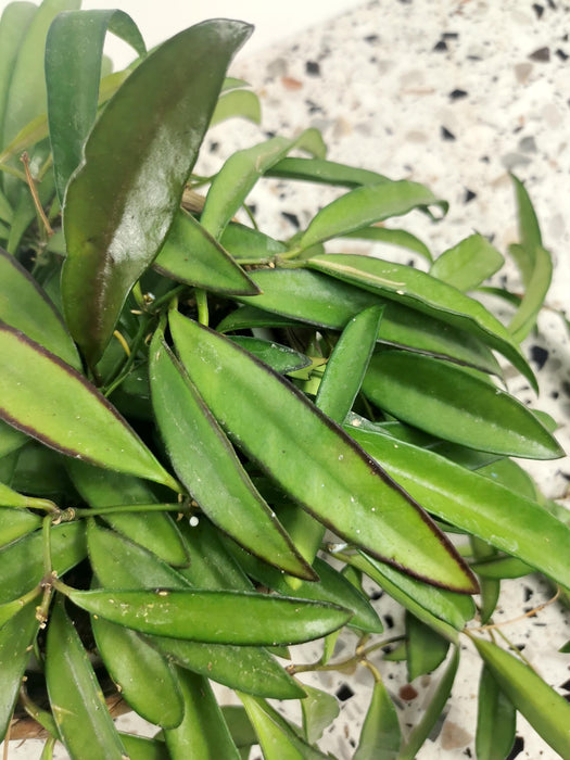 Hoya longifolia china beans