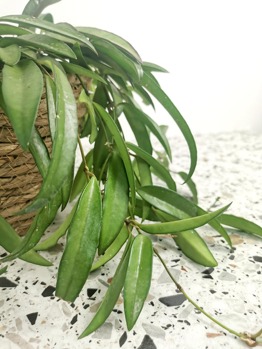 Hoya longifolia china beans