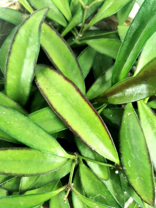 Hoya longifolia china beans