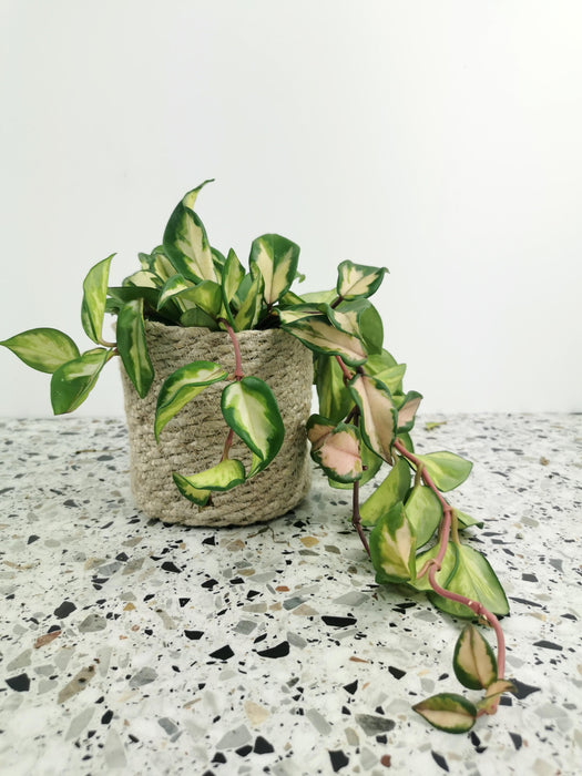 Hoya krimson princess