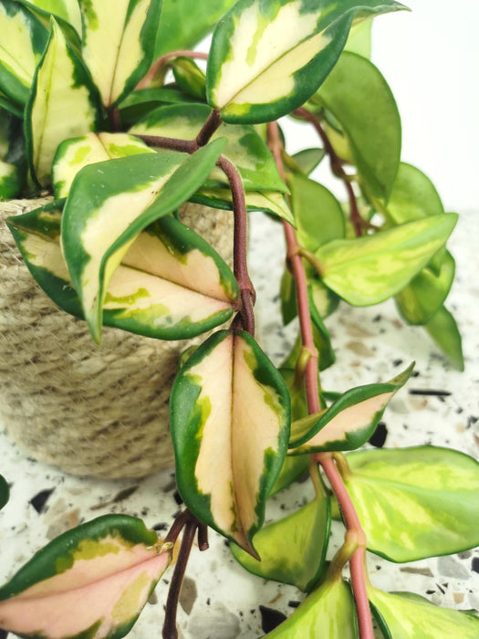 Hoya krimson princess