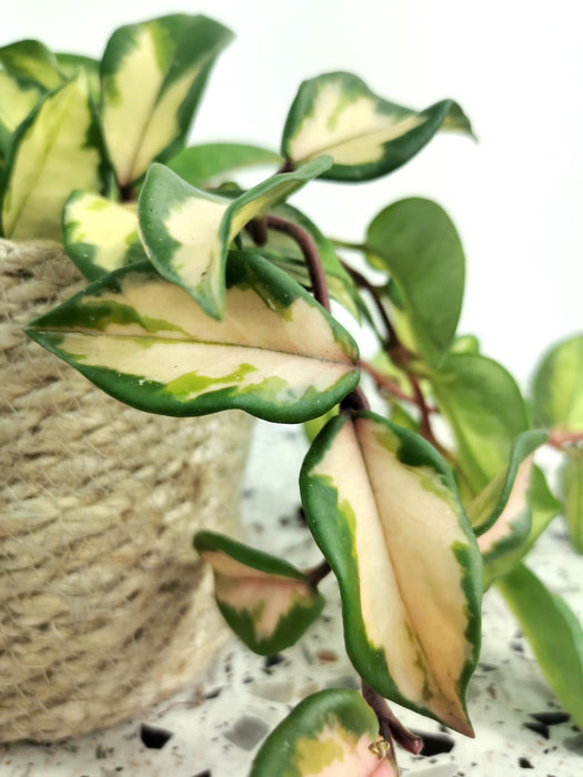 Hoya krimson princess