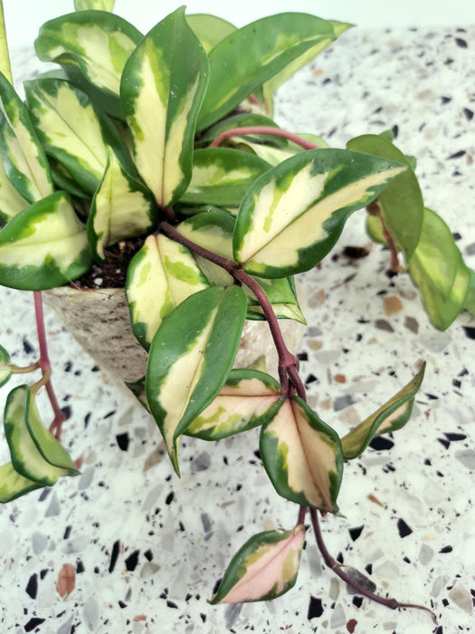 Hoya krimson princess