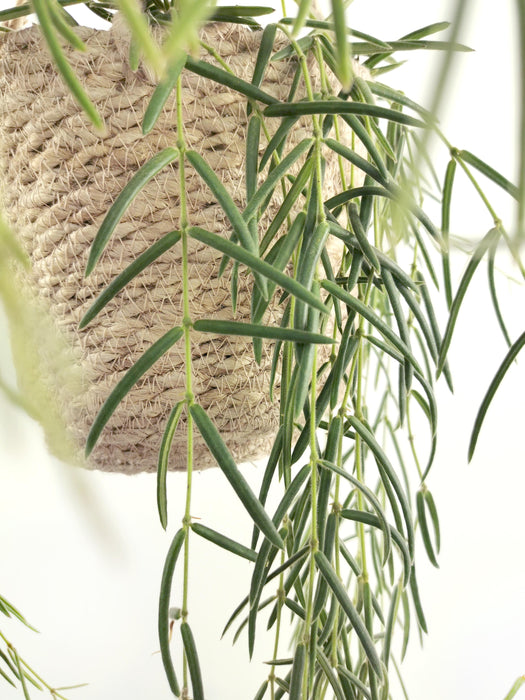 Hoya linearis