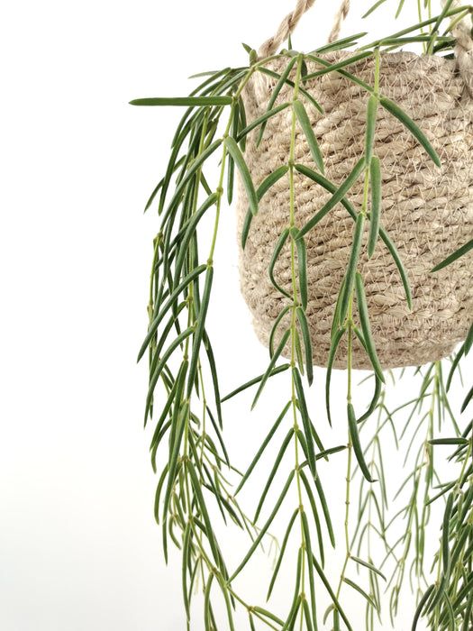 Hoya linearis