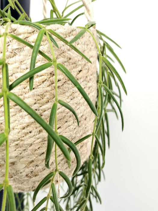 Hoya linearis