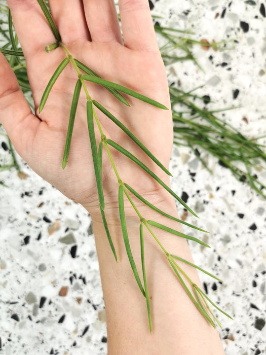 Hoya linearis