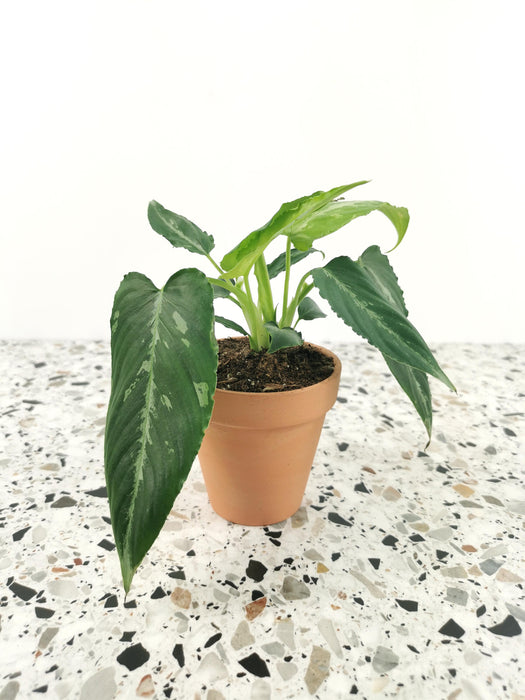 Schismatoglottis pusilla - small