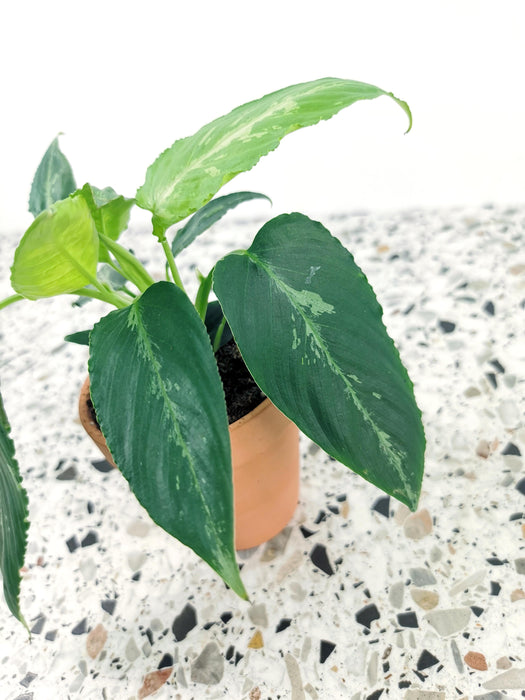 Schismatoglottis pusilla - small