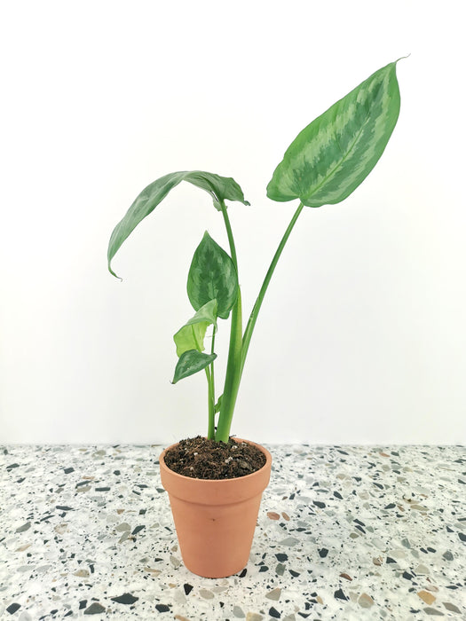 Schismatoglottis cf calyptrata (small)