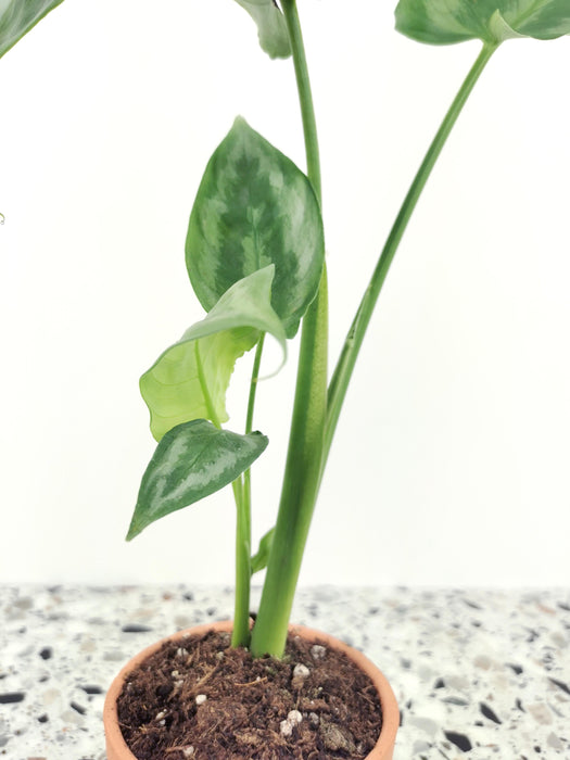 Schismatoglottis cf calyptrata (small)