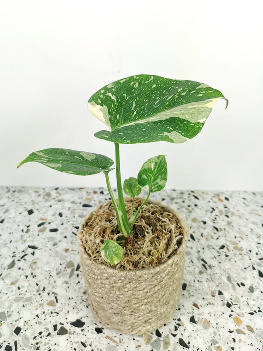 Monstera thaï constelation