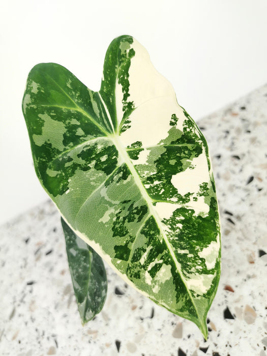 Alocasia frydek variegata